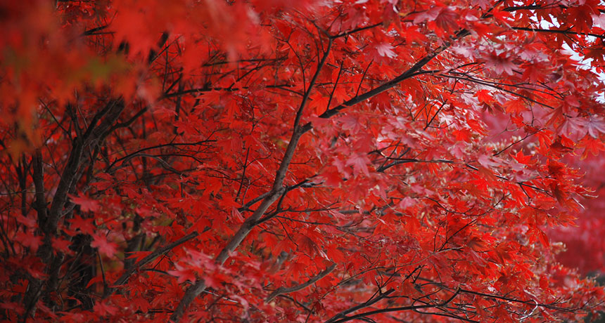 fall red leaves