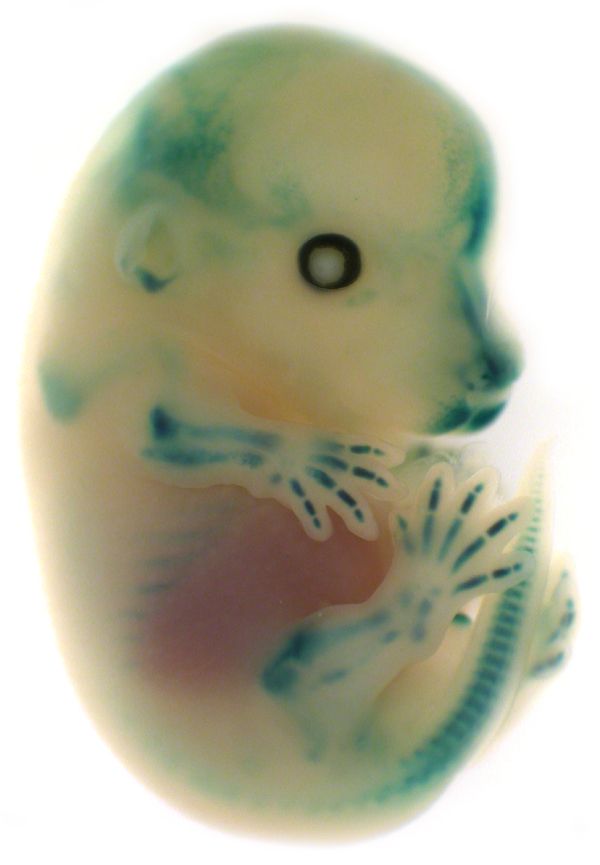 Scientists in Australia and Texas have resurrected part of the extinct Tasmanian tiger, or thylacine. A piece of DNA from the thylacine was inserted into mice where it drives production of a marker gene (blue). The thylacine DNA turns on the marker in cells that produce cartilage.