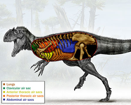 Paleontologists discover a new species of carnivorous dinosaur, Aerosteon riocoloradensis, that breathed like a bird.