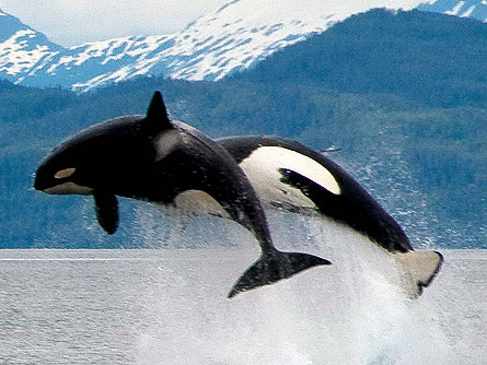 The 25-year-old AT-1 male (foreground) isn't as physically developed as he should be, Matkin says. Behind junior: mom.