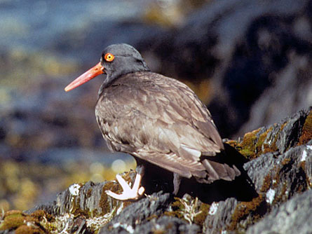 Black oystercatchers, which live in or near intertidal habitats, are highly vulnerable to oil pollution. Some were killed during the spill and their population is still recovering.
