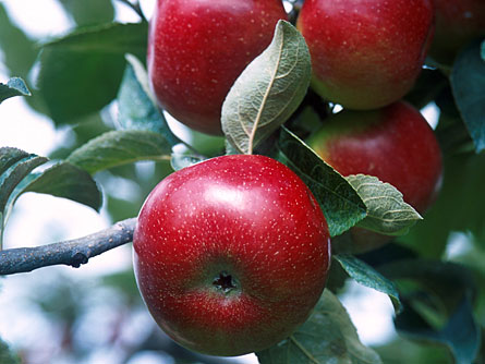 Apple a day may keep cardiologist at bay