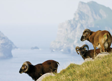 Breeding records for sheep on Hirta offer an unusual opportunity to study inheritance. Image Credit: Arpat Ozgul