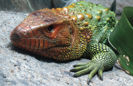 multi-colored lizard on rock