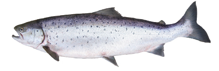 Salmon