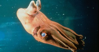 vampire squid