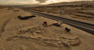 whale fossils in the Atacama Desert