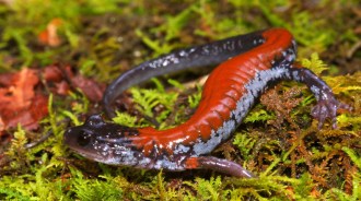 Yonahlossee salamander