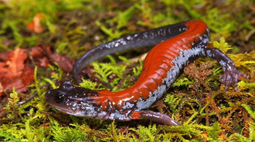 Yonahlossee salamander