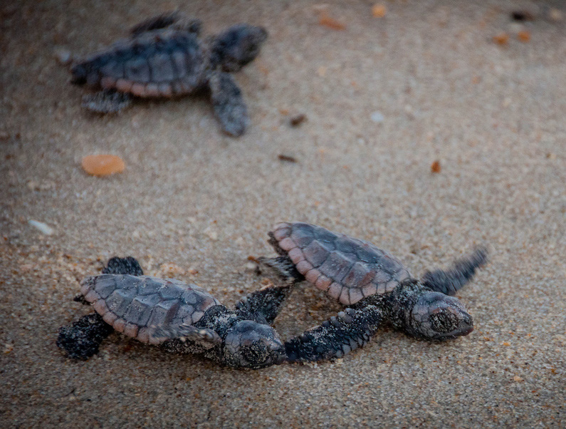 baby sea turtles