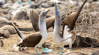 blue footed booby