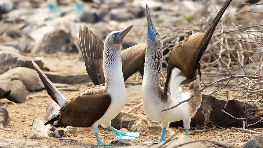 blue footed booby