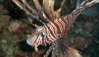 lionfish