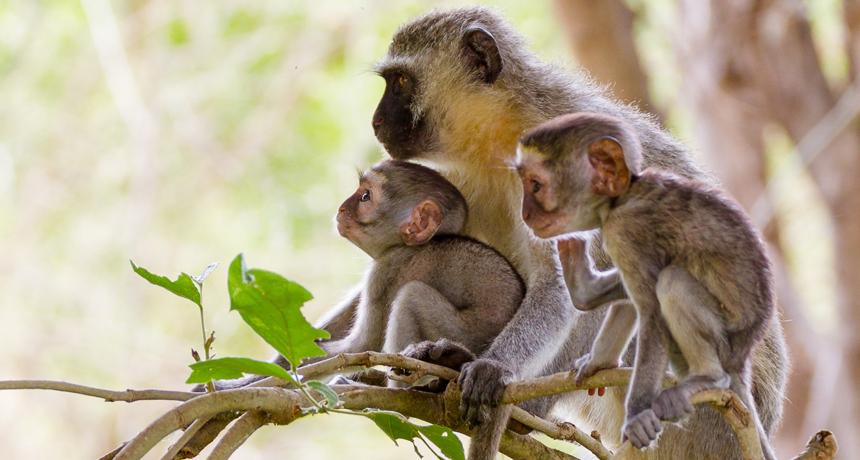 young vervet monkeys and mother