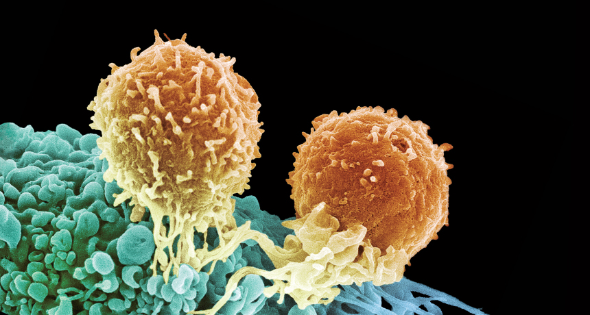 T cells attack a cancer cell