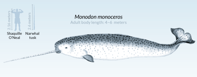 narwhal illustration