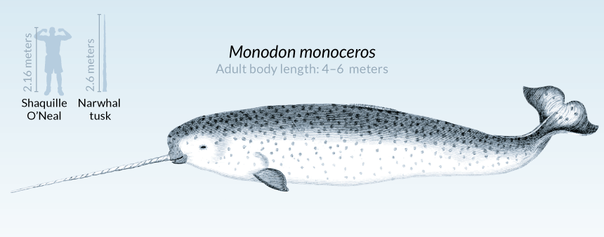narwhal illustration