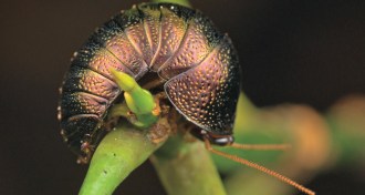 Perisphaerus cockroach