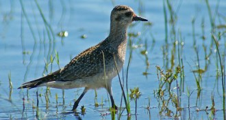 American golden-plover