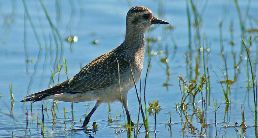 American golden-plover