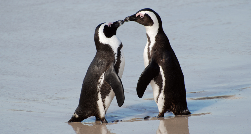 penguins in South Africa