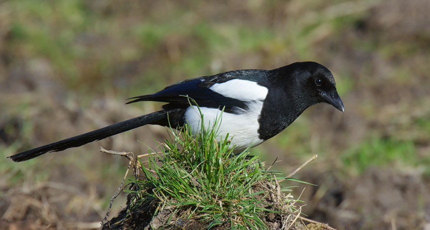 magpie