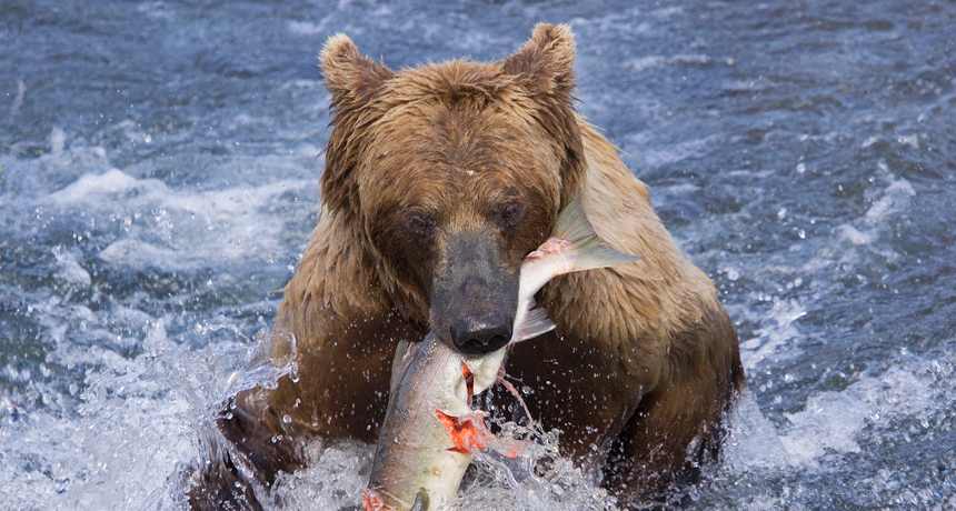 A grizzly bear eating a fish