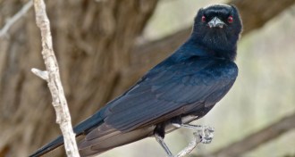 fork-tailed drongo