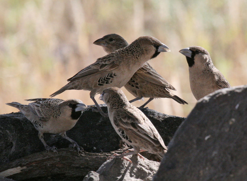 sociable weavers
