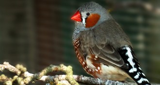 zebra finch