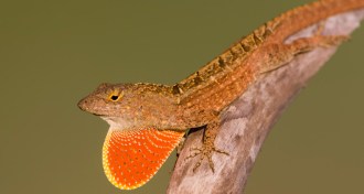 brown anole lizard