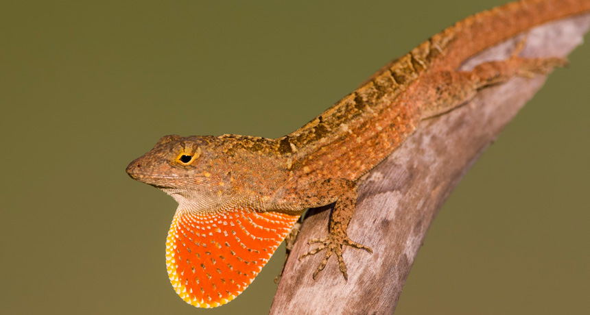 brown anole lizard
