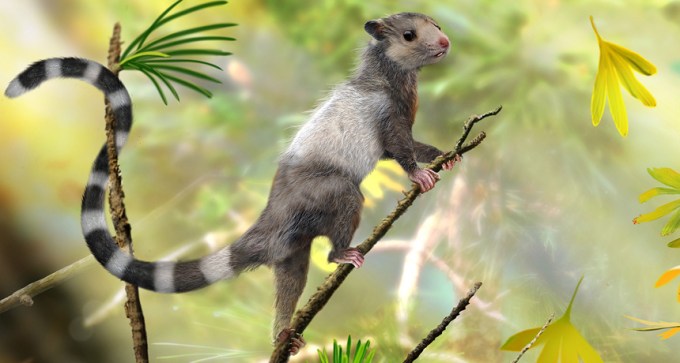 drawing mouse-sized mammal Xianshou songae