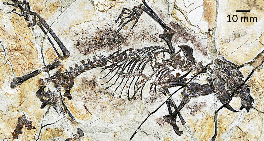 fossil of Shenshou lui