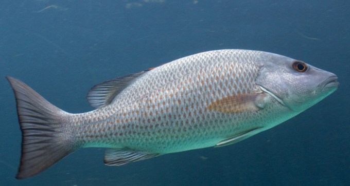 Adult gray snapper