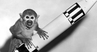 Miss Baker, squirrel monkey that went to space