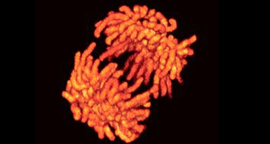 human cancer cell splits into two