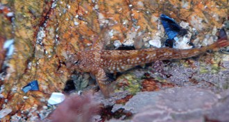 rock goby