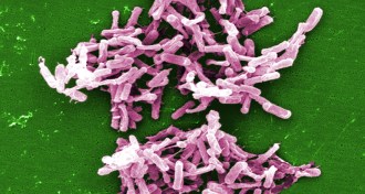Clostridium difficile
