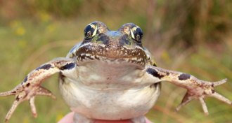 Atlantic Coast leopard frog