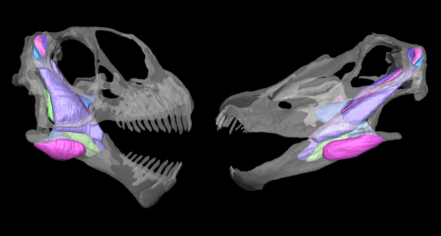 Camarasaurus, Diplodocus jaws
