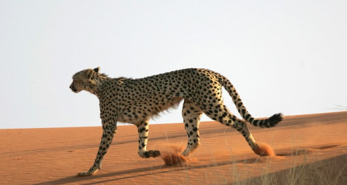 Cheetah trotting in sand
