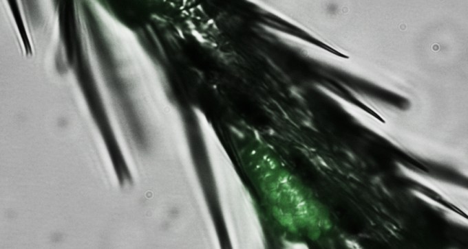 Fluorescent yeast cells