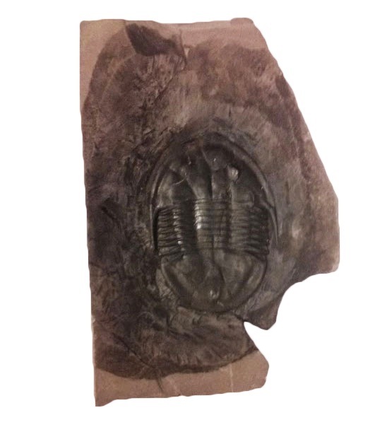 trilobite