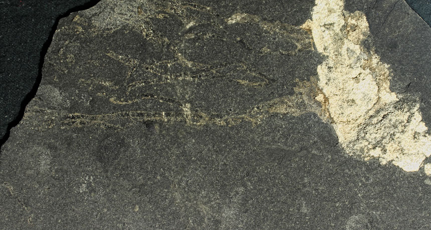 sand-filled jellyfish fossil