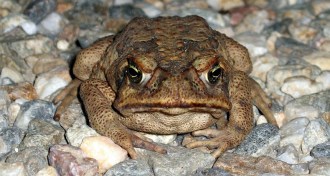 cane toad