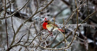 male and female cardinals in icy tree