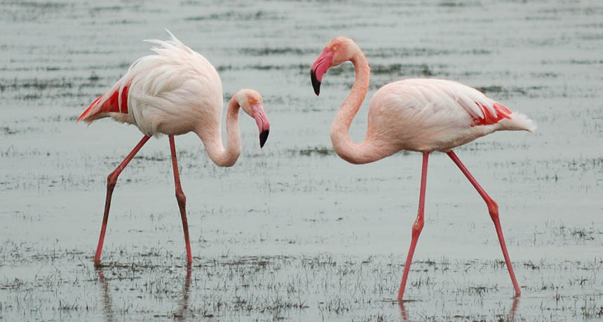 two flamingos