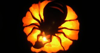 spider jack o' lantern
