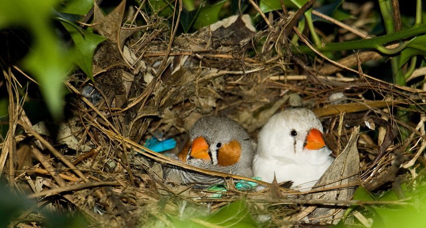 zebra finch pair in a nest